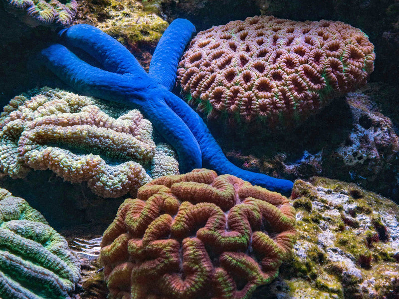 Coral reef