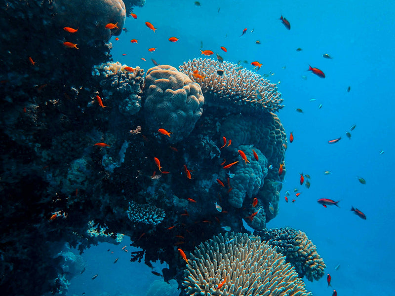 Coral reef