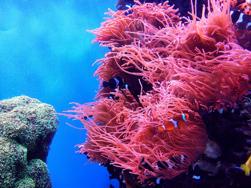 Coral reef