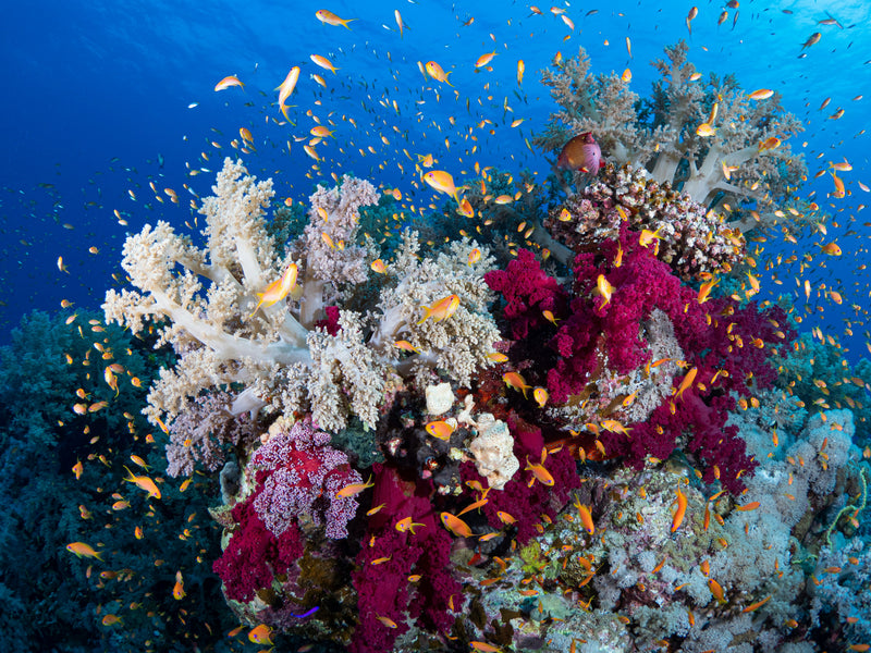 Coral reef