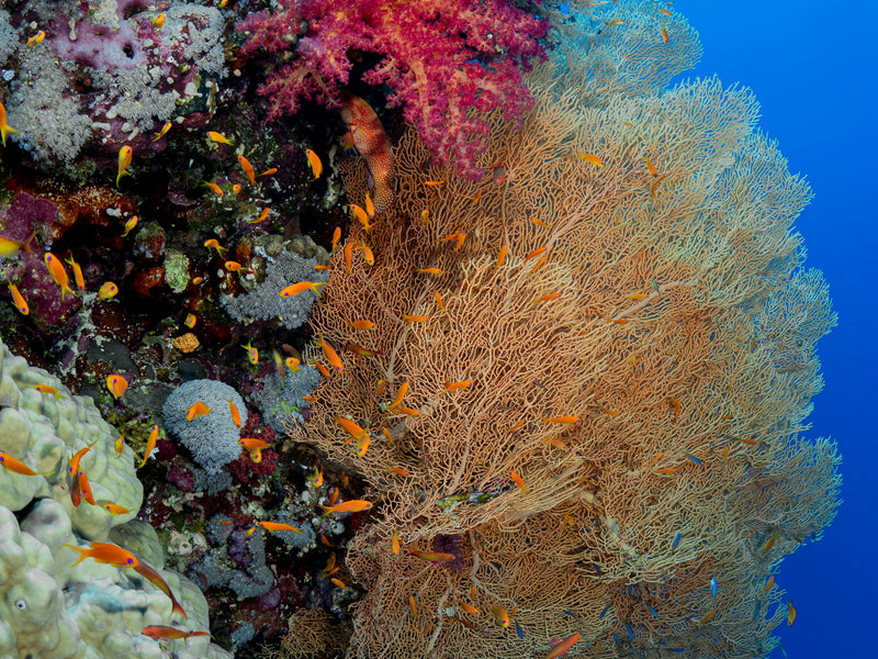Coral reef