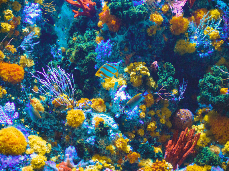 Coral reef