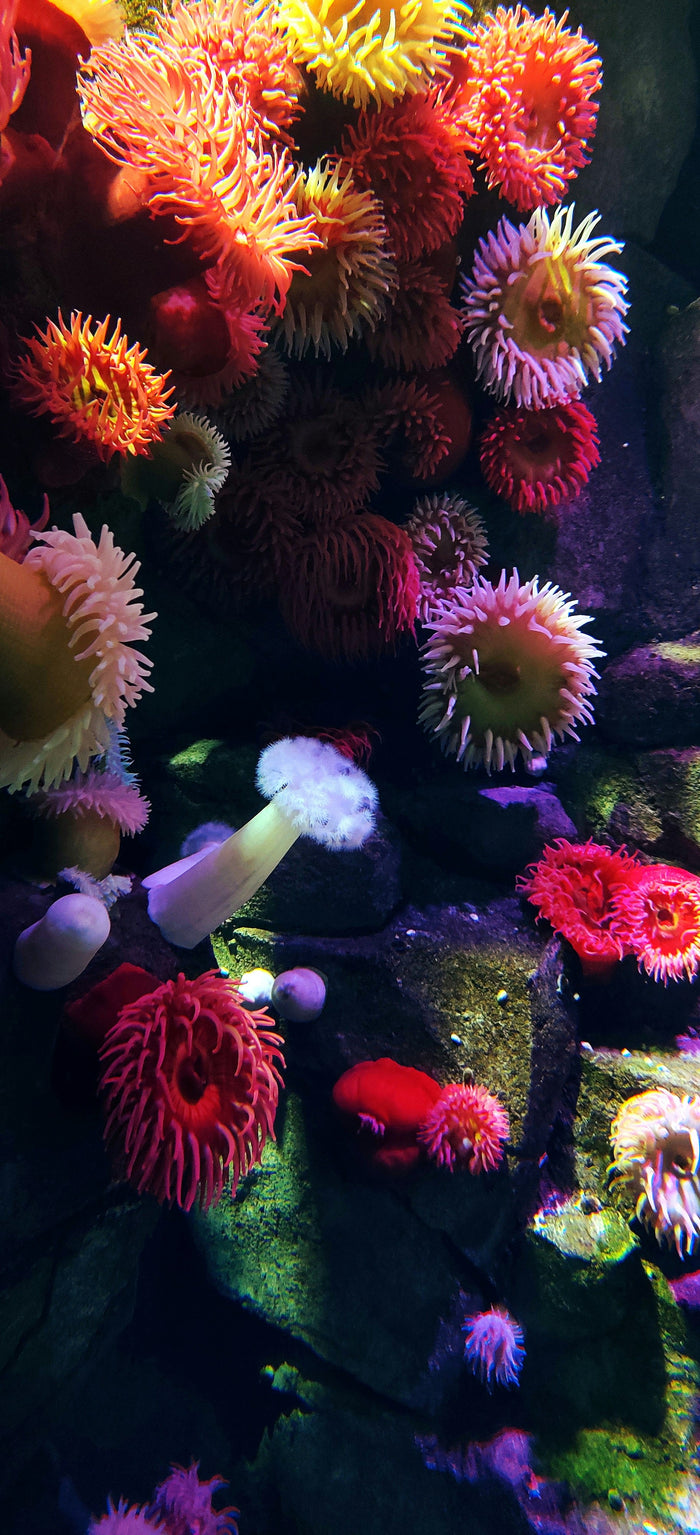 Coral reef